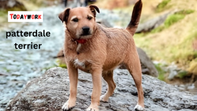 patterdale terrier
