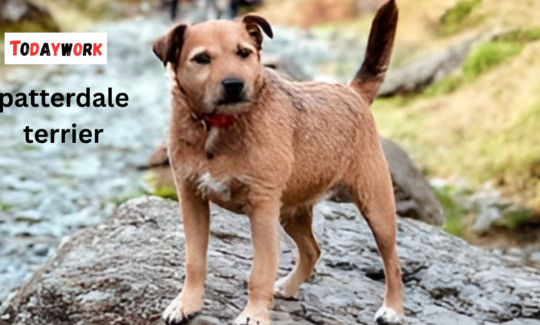 patterdale terrier